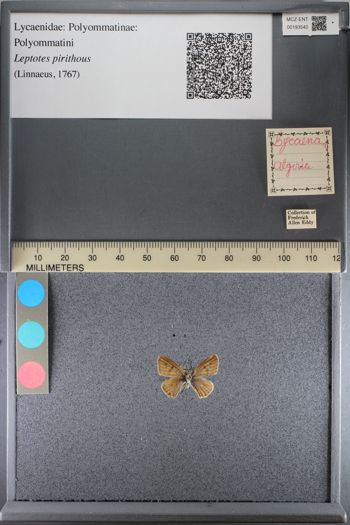 Media type: image;   Entomology 193540